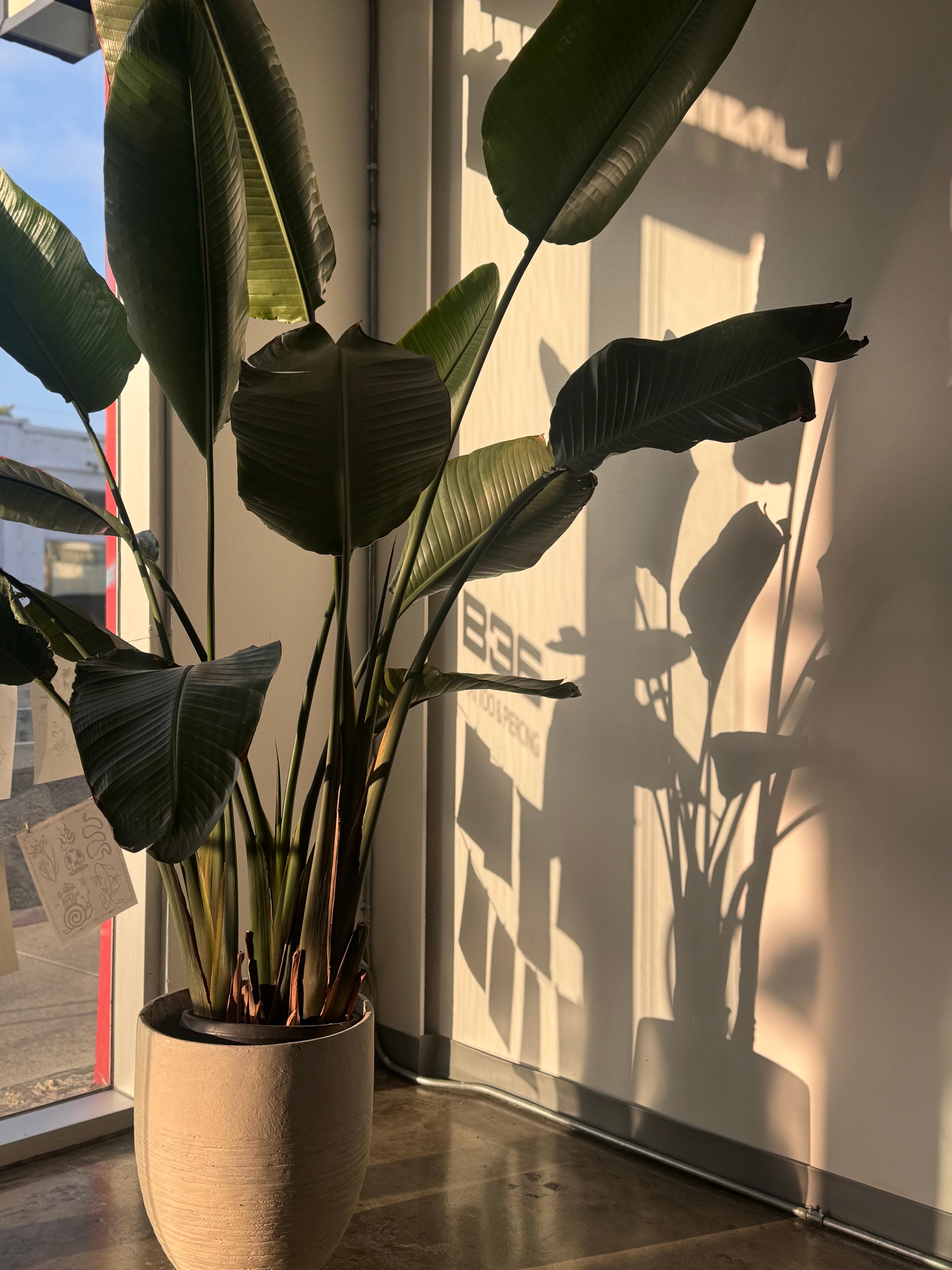 Plant and natural light inside B36 Tattoo studio